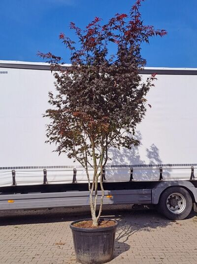 Fächer-Ahorn / Japanischer Ahorn 300-350 cm im C180 / Acer palmatum &#039;Bloodgood&#039; (874286)