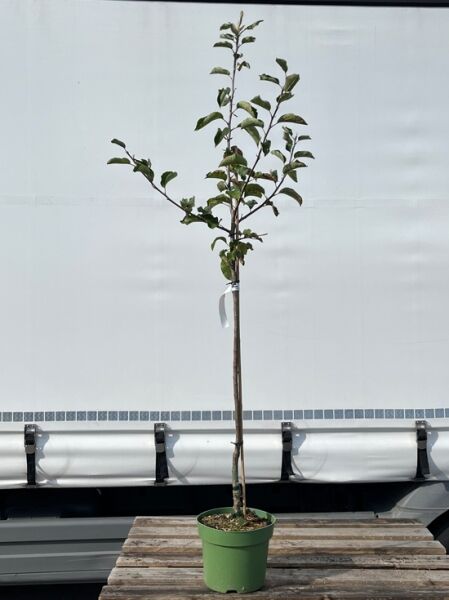 Pflaume 'Priesterkes' (Prunus domestica 'Priesterkes') Halbstamm C7 im Topf, schlanker Stamm mit belaubter Krone