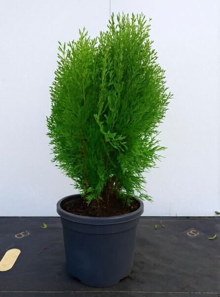 Morgenländischer Lebensbaum Thuja orientalis 'Aurea Nana' im Topf, kompakter Nadelstrauch, Variante C2