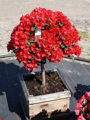 Rhododendron auf Stamm gnstig in Top-Baumschulqualitt kaufen