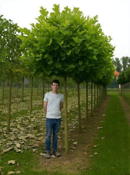 Platanus acerifolia 'Alphen's Globe' / Kugel-Platane 'Alphen's Globe', Stamm 20-25 StU, ca. 225 cm, mit kugeliger Krone.