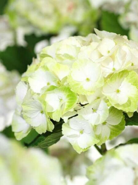 Hydrangea macrophylla 'Magical Noblesse'® / Bauern-Hortensie 'Magical Noblesse'®