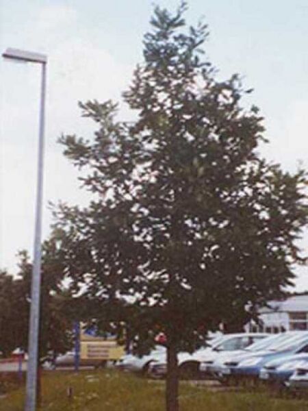 Quercus frainetto / Ungarische Eiche