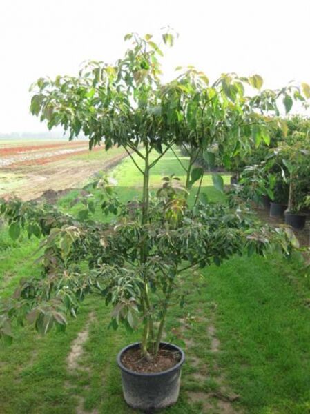 Pagoden-Hartriegel (Cornus controversa) im Topf, 150–175 cm, C50, mehrstämmiger Jungbaum mit grünem Laub