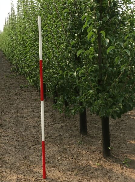 Birne „Gute Luise“ (Pyrus communis 'Gute Luise') Halbstamm 12–14 StU mit Drahtballen, Baum mit dichter grüner Krone