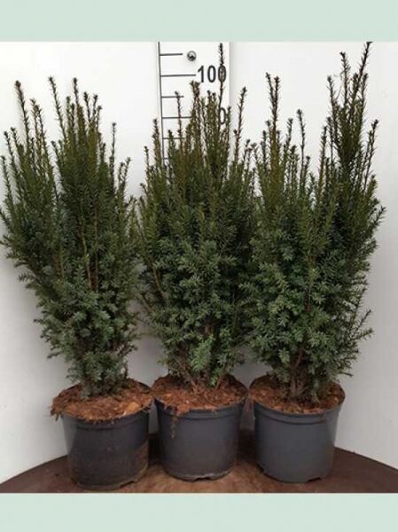 Taxus media 'Hillii' / männliche Becher-Eibe 'Hillii' 60-80 cm C7, drei buschige Eiben im Topf mit aufrechtem Wuchs