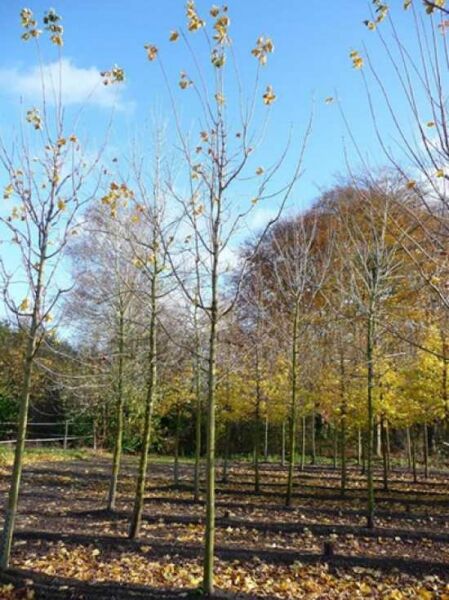 Spitz-Ahorn (Acer platanoides) 'Emerald Queen' Hochstamm, schlanker Stamm mit verzweigter Krone und wenigen gelben Blättern.