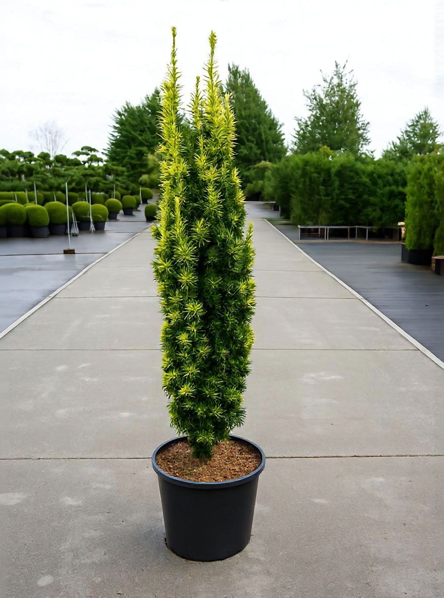 Gelbe Sulen-Eibe 'David' - Taxus baccata 'David' - Baumschule NewGarden