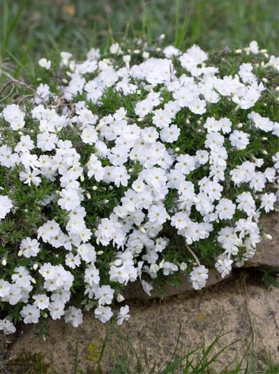 Polster-Phlox 'White Admiral' / Phlox douglasii 'White Admiral'
