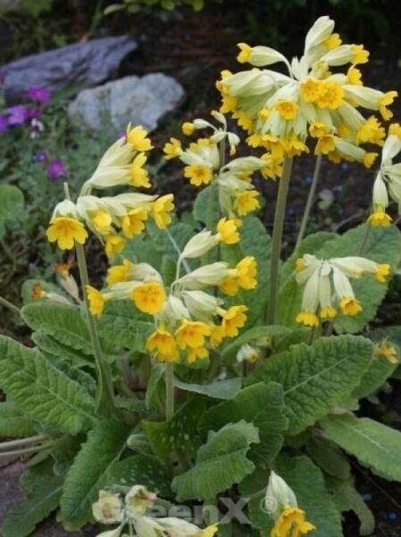 Echte Schlüsselblume / Zauberpflanze / Primula veris