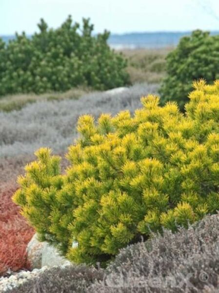 Pinus mugo 'Aurea' / Goldene Zwerg-Berg-Kiefer