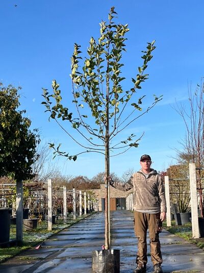 Malus domestica 'Ecolette' / Apfel 'Ecolette' Hochstamm im Container, 14–16 StU, junger Baum mit Stamm und Krone mit Laub