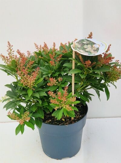 Japanische Lavendelheide 'Sarabande' / Pieris japonica 'Sarabande'