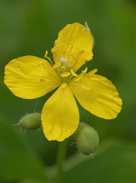 Chelidonium majus (Schöllkraut), gelbe Blüte in Nahaufnahme mit grünen Knospen am Stiel
