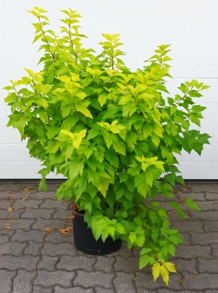 Physocarpus opulifolius 'Dart's Gold' – goldgelbe Blasenspiere 125-150 cm C20, buschiger Strauch im Container mit gelbem Laub.