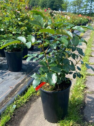 Rosa 'Till Eulenspiegel'®, Beetrose 'Till Eulenspiegel'® C5 im Topf mit grünem Laub und Knospen