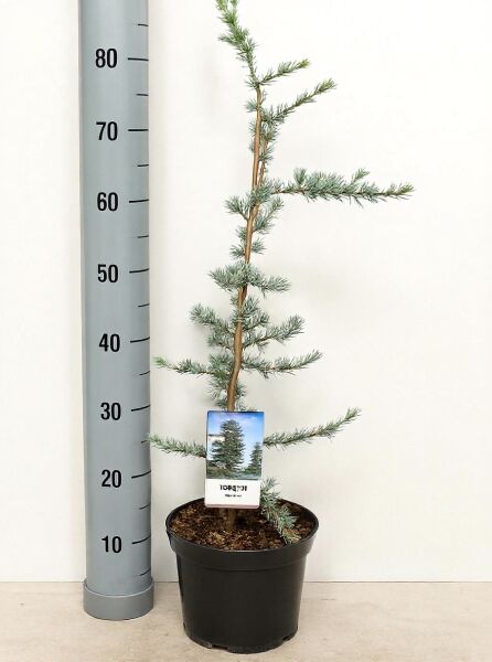 Blaue Libanon-Zeder (Cedrus libani 'Glauca') 50–60 cm im C3-Topf, junger Nadelbaum mit blaugrünen Nadeln und schlankem Stamm.