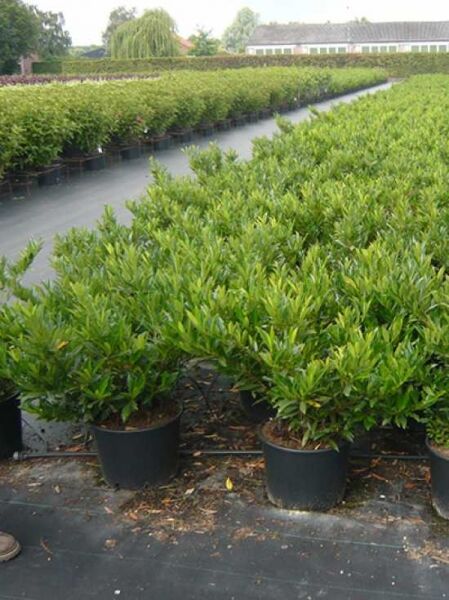 Kirschlorbeer &#039;Otto Luyken&#039; / Prunus laurocerasus &#039;Otto Luyken&#039;