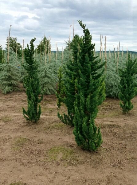 Scheinzypresse (Chamaecyparis lawsoniana) 'Wissel's Saguaro', ca. 200–225 cm, mit Ballen, aufrecht wachsendes Nadelgehölz.