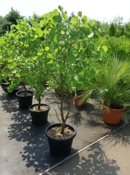 Gewöhnlicher Judasbaum 'Alba' (Cercis siliquastrum 'Alba') 150-175 cm C30, mehrstämmig im Pflanzcontainer mit grünem Laub.