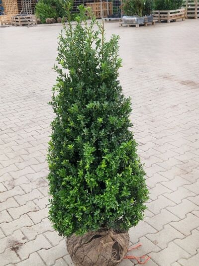 Buchsblättrige Japanische Hülse (Ilex crenata) 'Dark Green'® als kegeliger Strauch mit dichtem, dunkelgrünem Laub, mit Ballen