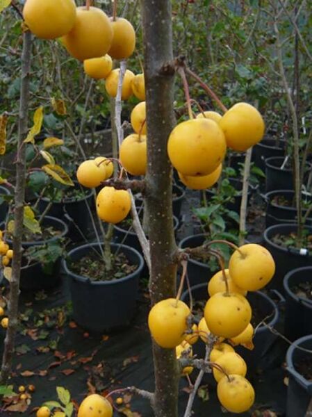 Zierapfel 'Golden Hornet' / Malus 'Golden Hornet'
