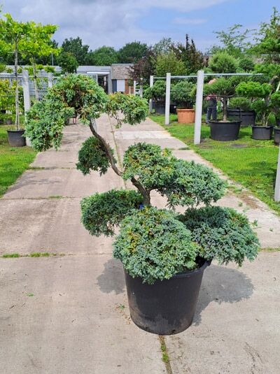 Garten-Bonsai  / Garten-Bonsai 