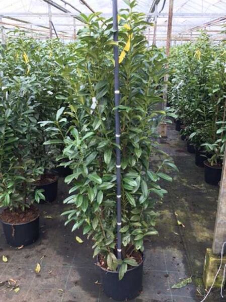 Prunus laurocerasus 'Genolia' / Kirschlorbeer 'Genolia' 150-175 cm C20, aufrechter Strauch im Topf mit glänzenden grünen Blättern