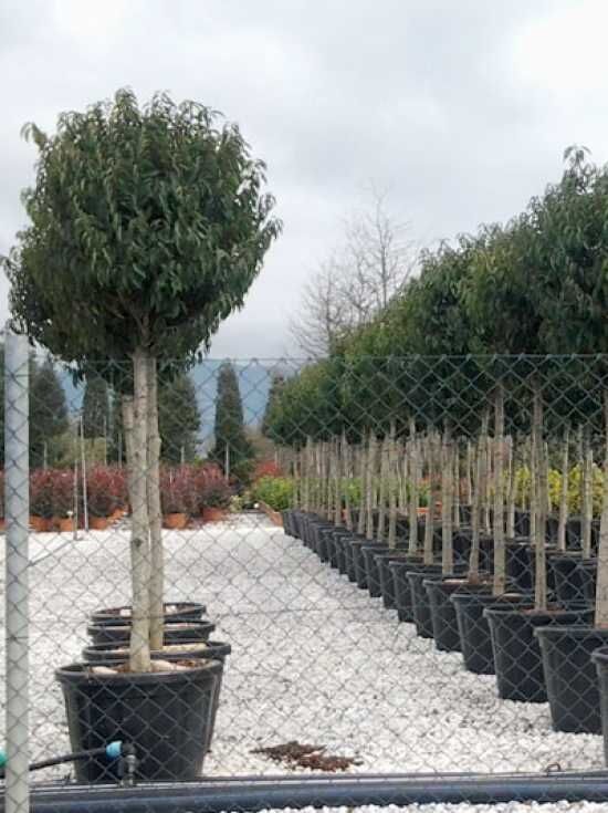 Portugiesischer Kirschlorbeer 'Angustifolia' 'Hochstamm' - Prunus  lusitanica 'Angustifolia 'Hochstamm'
