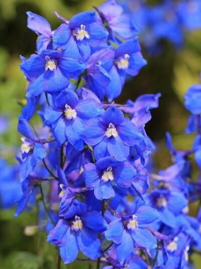 Verzweigter Rittersporn 'Piccolo' / Delphinium belladonna 'Piccolo'
