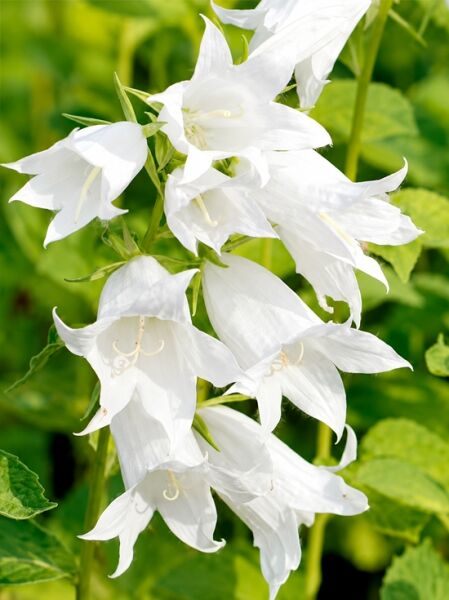 Wald-Glockenblume 'Alba' - Campanula latifolia var. macrantha 'Alba'
