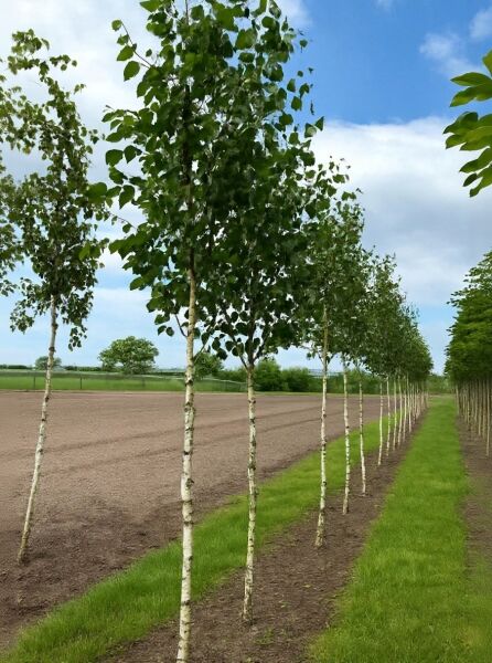 Weißrindige Himalaja-Birke Betula utilis 'Doorenbos' Hochstamm, schlanker weißer Stamm mit grüner Belaubung in Reihe gepflanzt
