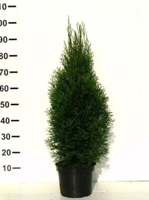 Große Thuja / Lebensbäume ab 300cm Größe günstig kaufen