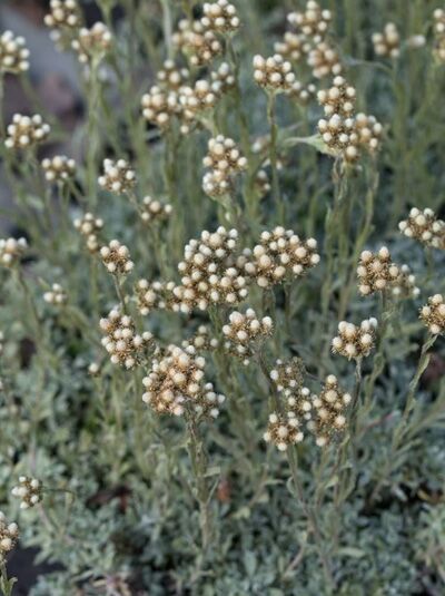 Anaphalis alpicola (Kleines Perlpfötchen) mit graugrünem Laub und zahlreichen cremeweißen, kugeligen Blütenknospen in Büscheln.