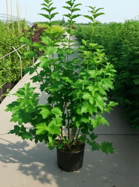 Viburnum opulus 'Roseum' / Gefüllter Schneeball 'Roseum' 125-150 cm C20, Strauch im Container mit grünem Laub