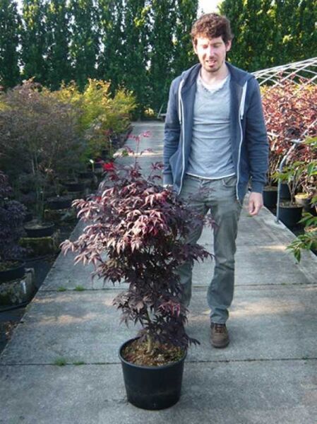 Japanischer Blut-Ahorn (Acer palmatum 'Bloodgood') im Topf, dunkelrote, gelappte Blätter, ca. 80–100 cm, C20
