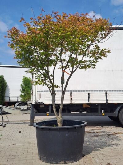 Fächer-Ahorn / Japanischer Ahorn 200-250 cm Schirmform / Acer palmatum &#039;Tsuma Beni&#039; (874409)
