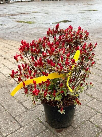 Rhododendron obtusum 'Hot Shot Variegata', Japanische Azalee 'Hot Shot Variegata' im Topf mit rot-rosafarbenen Blütenknospen