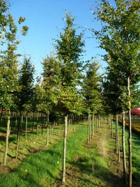 Rot-Buche (Fagus sylvatica) Hochstamm 18-20 StU mit Drahtballen, gerader Stamm und grüne, aufrechte Krone im Bestand.