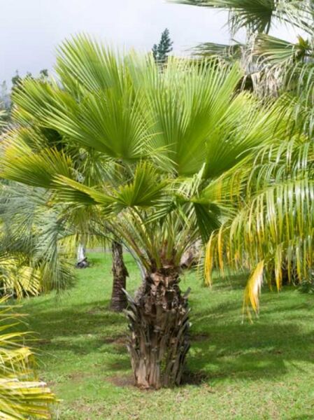 Palmettopalme / Sabal palmetto