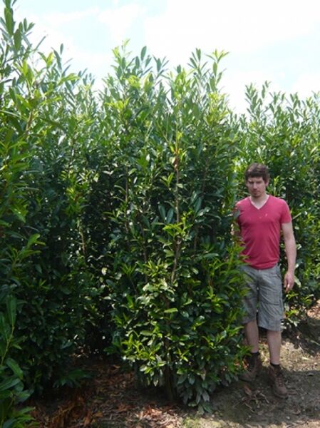 Kirschlorbeer 'Caucasica'  / Kirschlorbeer 'Caucasica' 