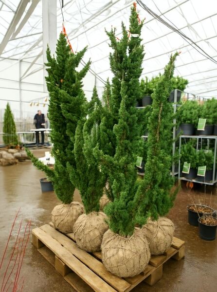 Chamaecyparis lawsoniana 'Wisselii' / Scheinzypresse 'Wisselii' 150-175 cm m. B., aufrechte grüne Konifere mit Ballenware.