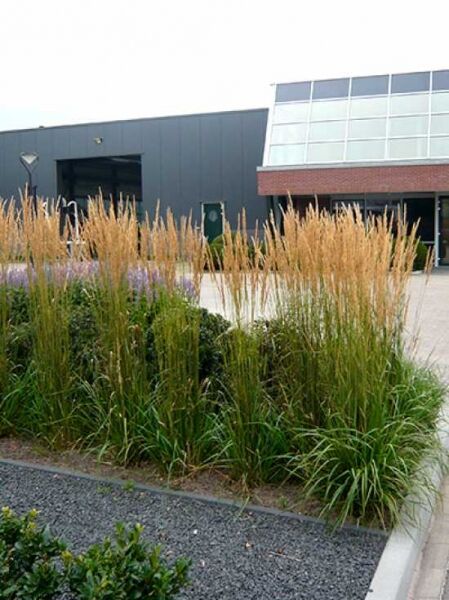 Försters Garten-Reitgras 'Karl Förster' / Försters Sandrohr 'Karl Förster' / Calamagrostis acutiflora 'Karl Förster'