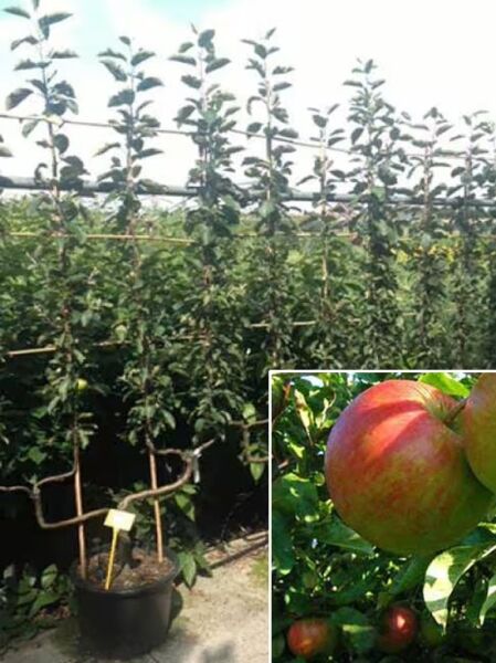 Apfel 'Elstar' Doppel-U Spalier / Apfel 'Elstar' Doppel-U Spalier