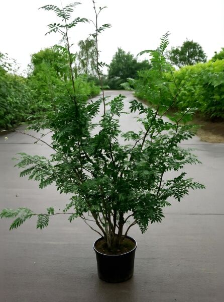 Sorbus aucuparia (Gemeine Eberesche/Vogelbeere) 150–175 cm, C20 im Container, mehrstämmiger Strauch mit gefiederten Blättern
