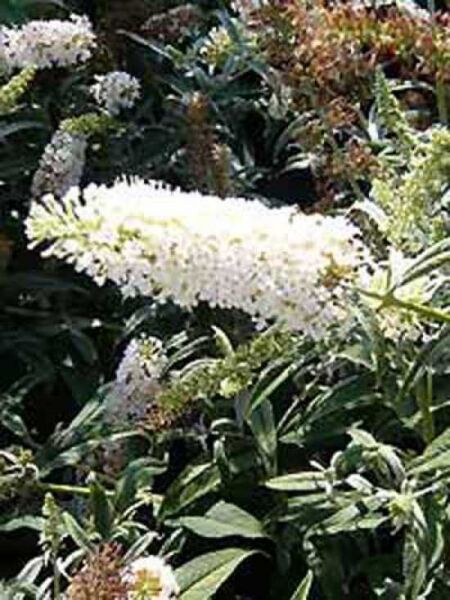 Buddleja davidii 'White Ball' / Sommerflieder 'White Ball' / Schmetterlingsstrauch 'White Ball'