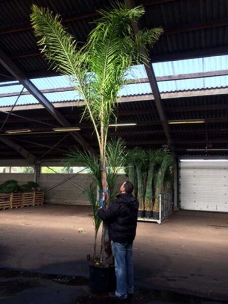 Königin-Palme (Syagrus romanzoffiana) im Container C70, ca. 350–400 cm, schlanker Stamm mit grünen Wedeln