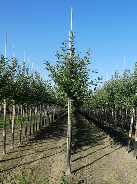 Apfelbaum Malus domestica 'Jonagold' Hochstamm 12-14 StU, junger Baum mit geradem Stamm und grünen Blättern in Baumschule.