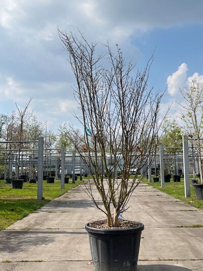 Kreppmyrte / Kräuselmyrte 'Purple Star' mehrstämmig / Lagerstroemia indica 'Purple Star' (876199)