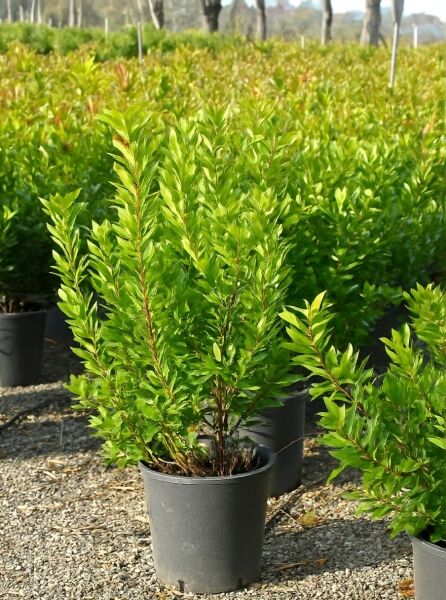 Westlicher Erdbeerbaum (Arbutus unedo) 80–100 cm im C10-Topf, buschiger Wuchs mit dichtem, grünem Laub.